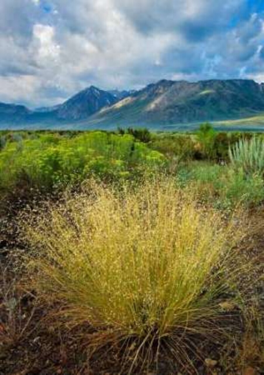 Eastern Sierra IV Poster Print by Mark Geistweite - Item # VARPDXPSGWT115